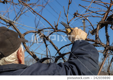 An elderly farmer prunes dormant grapevines with handheld shears in a sunny vineyard, illustrating essential winter viticulture work for sustainable agricultural seasonal crop growth An elderly farmer prunes dormant grapevines with handheld shears in a sunny vineyard, illustrating essential winter viticulture work for sustainable agricultural seasonal crop growth 142039890
