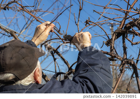 An elderly farmer prunes dormant grapevines using hand shears on a bright winter day, demonstrating traditional vineyard maintenance for healthy growth in a sustainable farm setting An elderly farmer prunes dormant grapevines using hand shears on a bright winter day, demonstrating traditional vineyard maintenance for healthy growth in a sustainable farm setting 142039891