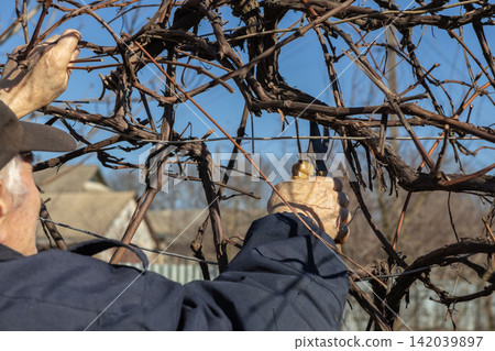A senior farmer prunes old grape vines with metal shears on a sunny spring day, ensuring healthy growth and agricultural care for a productive vineyard in a rural farm environment A senior farmer prunes old grape vines with metal shears on a sunny spring day, ensuring healthy growth and agricultural care for a productive vineyard in a rural farm environment 142039897