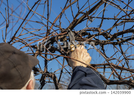 A farmer prunes grapevines with manual shears under a clear blue sky, illustrating agricultural maintenance and seasonal viticulture practices during the quiet winter preparation phase A farmer prunes grapevines with manual shears under a clear blue sky, illustrating agricultural maintenance and seasonal viticulture practices during the quiet winter preparation phase 142039900