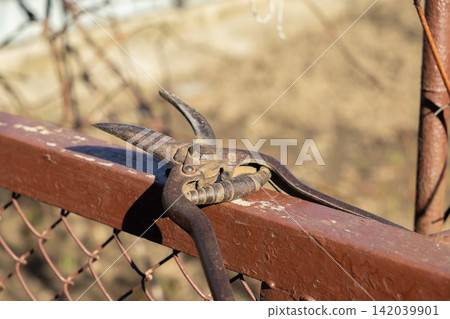 A weathered vintage garden shear rests upon a rusted metal fence, evoking a sense of timeless manual work and traditional cultivation within a quiet sunny outdoor yard environment A weathered vintage garden shear rests upon a rusted metal fence, evoking a sense of timeless manual work and traditional cultivation within a quiet sunny outdoor yard environment 142039901
