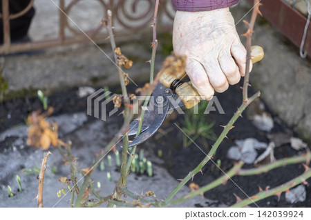 An elderly person uses sharp metal pruning shears to trim thorny rose branches in a spring garden, highlighting careful outdoor yard maintenance and the active lifestyle of a senior An elderly person uses sharp metal pruning shears to trim thorny rose branches in a spring garden, highlighting careful outdoor yard maintenance and the active lifestyle of a senior 142039924