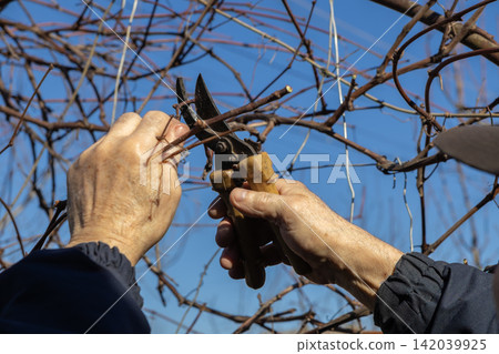 A gardener uses sharp pruning shears to trim branches on a vineyard vine during sunny wintertime, representing agricultural maintenance, viticulture tasks and professional horticulture A gardener uses sharp pruning shears to trim branches on a vineyard vine during sunny wintertime, representing agricultural maintenance, viticulture tasks and professional horticulture 142039925