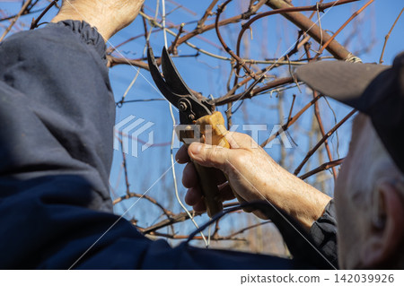 A farmer prunes grapevines with professional steel secateurs in a sunny vineyard during winter, demonstrating careful plant care and seasonal agricultural maintenance for better harvest A farmer prunes grapevines with professional steel secateurs in a sunny vineyard during winter, demonstrating careful plant care and seasonal agricultural maintenance for better harvest 142039926