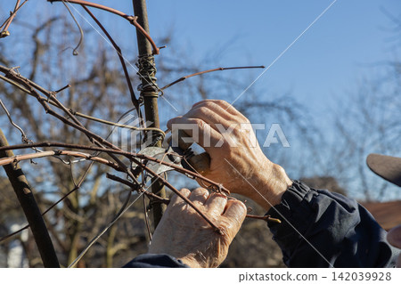 An older gardener prunes grape vines with steel shears in a sunny spring orchard, reflecting careful seasonal viticulture maintenance and agricultural practice for healthy plant growth An older gardener prunes grape vines with steel shears in a sunny spring orchard, reflecting careful seasonal viticulture maintenance and agricultural practice for healthy plant growth 142039928