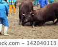 Bullfighting, Yamakoshi 142040113