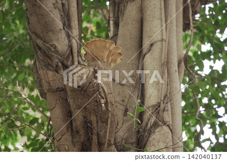 mushroom mushroom 142040137