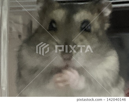 嚼倉鼠 嚼倉鼠 142040146
