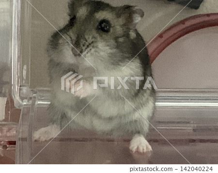 Yamato-kun the Djungarian Hamster Yamato-kun the Djungarian Hamster 142040224