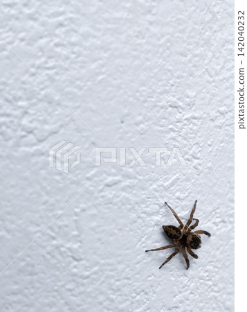 A spider clinging to the wall A spider clinging to the wall 142040232