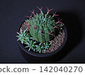 Gunsei crown 142040270