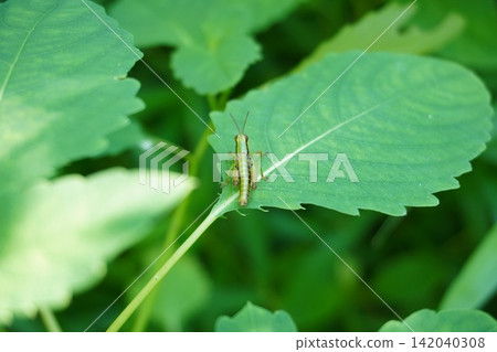 Grasshopper Grasshopper 142040308
