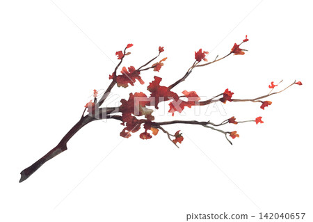 Autumn deciduous tree branch with red, orange and warm brown leaves. Watercolor hand painted illustration isolated from background for Fall landscape, seasonal card design, foliage for botanical print Autumn deciduous tree branch with red, orange and warm brown leaves. Watercolor hand painted illustration isolated from background for Fall landscape, seasonal card design, foliage for botanical print 142040657