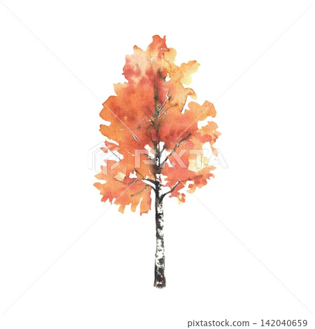 Autumn birch tree with yellow, orange leaves, foliage. Hand painted watercolor illustration isolated on white background for nature landscape design, deciduous fall forest, greeting cards, posters. Autumn birch tree with yellow, orange leaves, foliage. Hand painted watercolor illustration isolated on white background for nature landscape design, deciduous fall forest, greeting cards, posters. 142040659