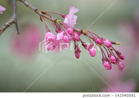 Weeping cherry blossoms: buds and blooms Weeping cherry blossoms: buds and blooms 142040891