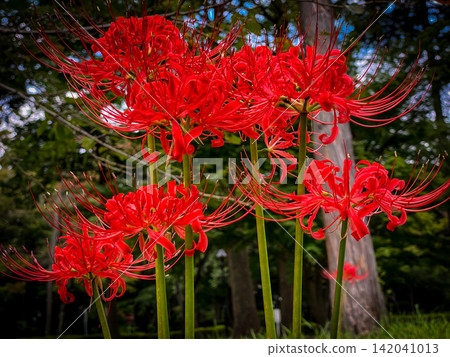 紅色群集孤挺花在森林裡 紅色群集孤挺花在森林裡 142041013