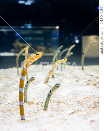 Garden eels swim in groups, their bodies protruding from the sandy bottom: Marine life and underwater ecology at aquariums Garden eels swim in groups, their bodies protruding from the sandy bottom: Marine life and underwater ecology at aquariums 142041264