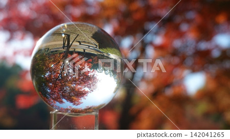 Colorful maple leaves and autumn scenery enclosed in a glass ball. Colorful maple leaves and autumn scenery enclosed in a glass ball. 142041265