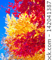 Kaede and ginkgo 142041387