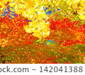 Kaede and ginkgo 142041388