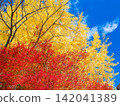 Maple, ginkgo, and blue sky 142041389
