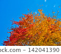 Maple, ginkgo, and blue sky 142041390