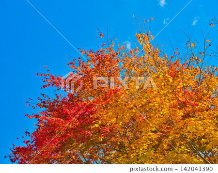 Maple, ginkgo, and blue sky Maple, ginkgo, and blue sky 142041390