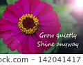 Grow quietly, bloom beautifully, inspirational floral image featuring a vibrant flower symbolizing growth, patience, and natural beauty. 142041417