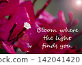 Bloom where the light shines, floral image representing positivity, hope, and personal growth through brightness and encouragement. 142041420