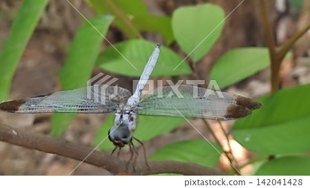 Macro Shot of a Pale Blue Dragonfly Perched on a Branch 142041428