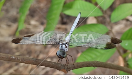 Macro Shot of a Pale Blue Dragonfly Perched on a Branch 142041429