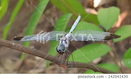 Macro Shot of a Pale Blue Dragonfly Perched on a Branch Macro Shot of a Pale Blue Dragonfly Perched on a Branch 142041430