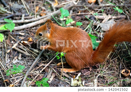a red squirrel in a clearing takes a nut from a hand. a red squirrel in a clearing takes a nut from a hand. 142041502