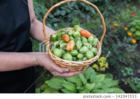 Fresh vegetable melange on wooden rustic background. Fresh vegetable melange on wooden rustic background. 142041553
