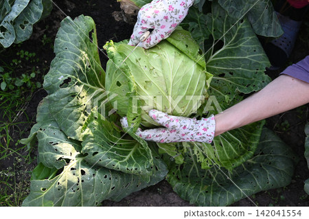 Harvesting fresh cabbage in a home garden during a sunny afternoon Harvesting fresh cabbage in a home garden during a sunny afternoon 142041554