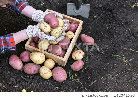 Carefully harvesting garden baby potatoes Carefully harvesting garden baby potatoes 142041556