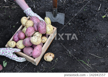Handheld potatoes are being collected from the earth in a garden under clear skies. Handheld potatoes are being collected from the earth in a garden under clear skies. 142041557