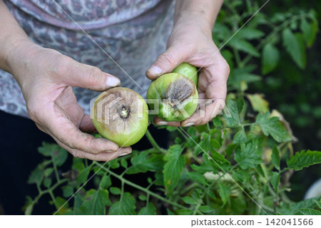 Hands hold damaged tomatoes from home garden Hands hold damaged tomatoes from home garden 142041566