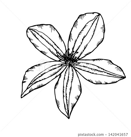 Vector illustration of clematis flowers. Black-and-white drawing of a garden clematis flower. Simple, uncolored drawing. Vector illustration of clematis flowers. Black-and-white drawing of a garden clematis flower. Simple, uncolored drawing. 142041657