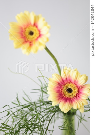 非洲菊花 142041844