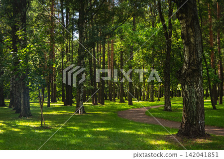 Scenic winding path through a lush green summer park with sunlit trees Scenic winding path through a lush green summer park with sunlit trees 142041851
