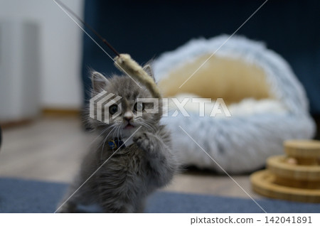 A kitten looking up at a cat toy from the front. A kitten looking up at a cat toy from the front. 142041891