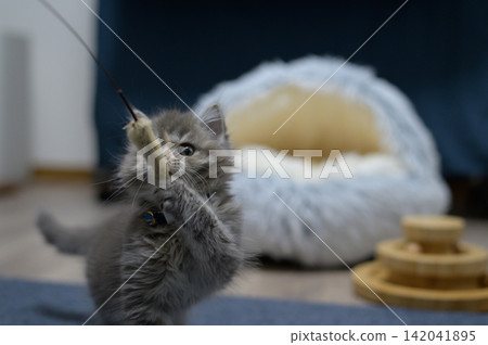 A gray kitten looks up, eyeing a cat toy. A gray kitten looks up, eyeing a cat toy. 142041895