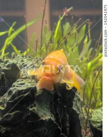 Medaka swimming in the aquarium Medaka swimming in the aquarium 142041975