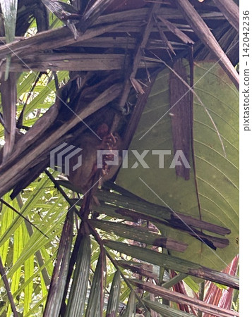 The world's smallest tarsier (primate) lives on Bohol Island in the Philippines. The world's smallest tarsier (primate) lives on Bohol Island in the Philippines. 142042236