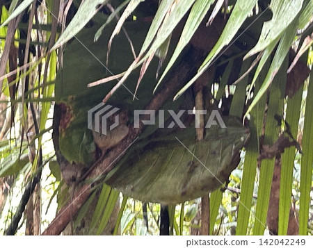 The world's smallest tarsier (primate) lives on Bohol Island in the Philippines. The world's smallest tarsier (primate) lives on Bohol Island in the Philippines. 142042249
