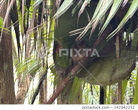 The world's smallest tarsier (primate) lives on Bohol Island in the Philippines. The world's smallest tarsier (primate) lives on Bohol Island in the Philippines. 142042252