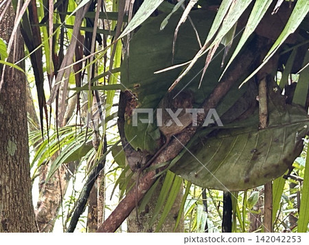 The world's smallest tarsier (primate) lives on Bohol Island in the Philippines. The world's smallest tarsier (primate) lives on Bohol Island in the Philippines. 142042253