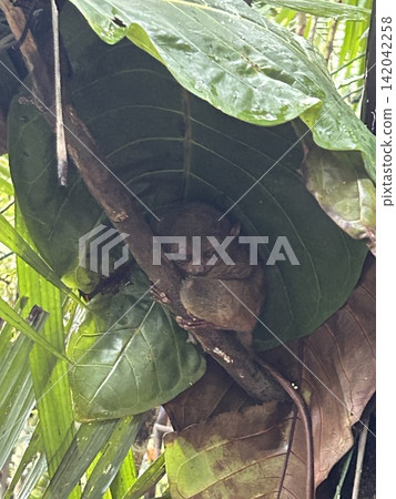 The world's smallest tarsier (primate) lives on Bohol Island in the Philippines. The world's smallest tarsier (primate) lives on Bohol Island in the Philippines. 142042258
