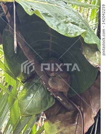 The world's smallest tarsier (primate) lives on Bohol Island in the Philippines. The world's smallest tarsier (primate) lives on Bohol Island in the Philippines. 142042259